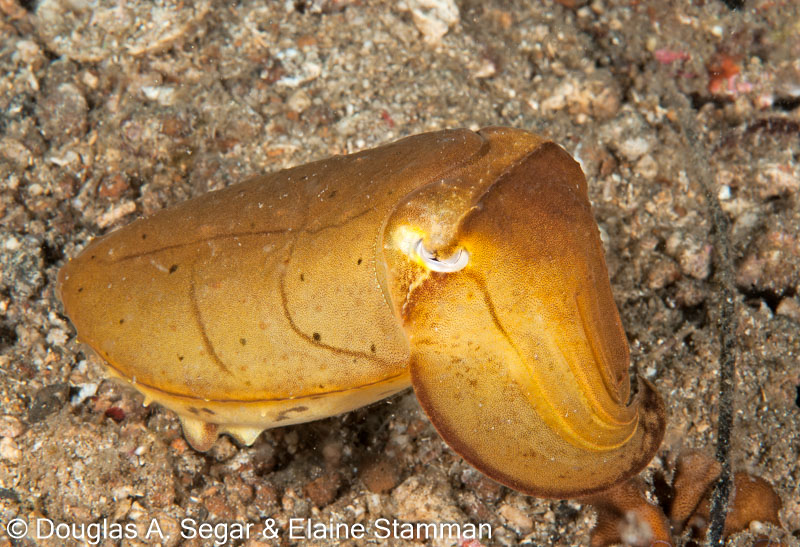 Segar-2010-12-4343.jpg