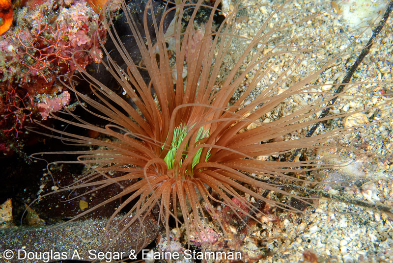 Segar-2011-07-0319.jpg