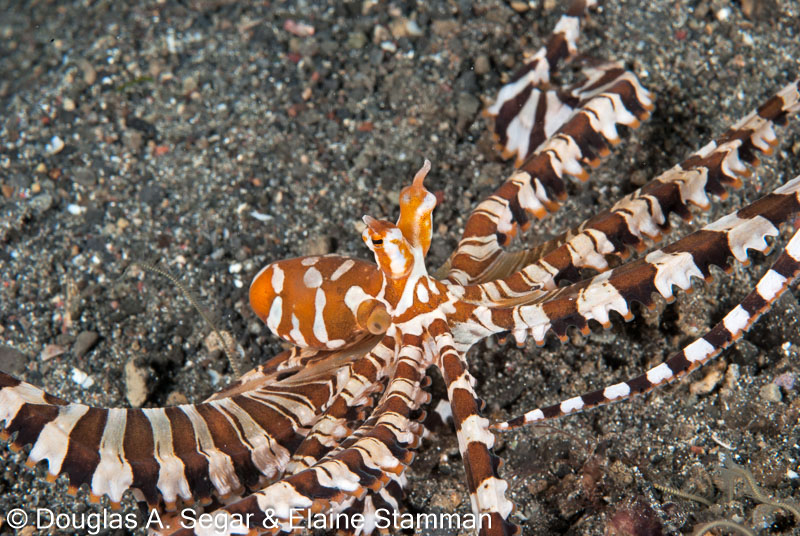Segar-2011-07-0694.jpg