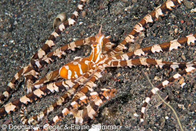 Segar-2011-07-0698.jpg