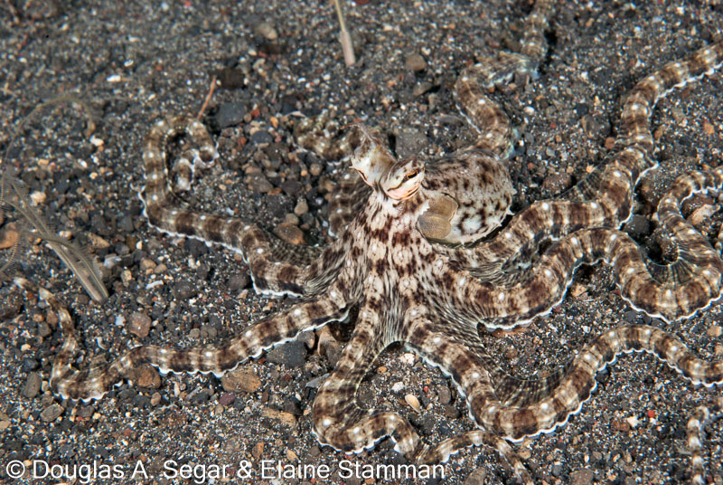 Segar-2011-07-0702.jpg