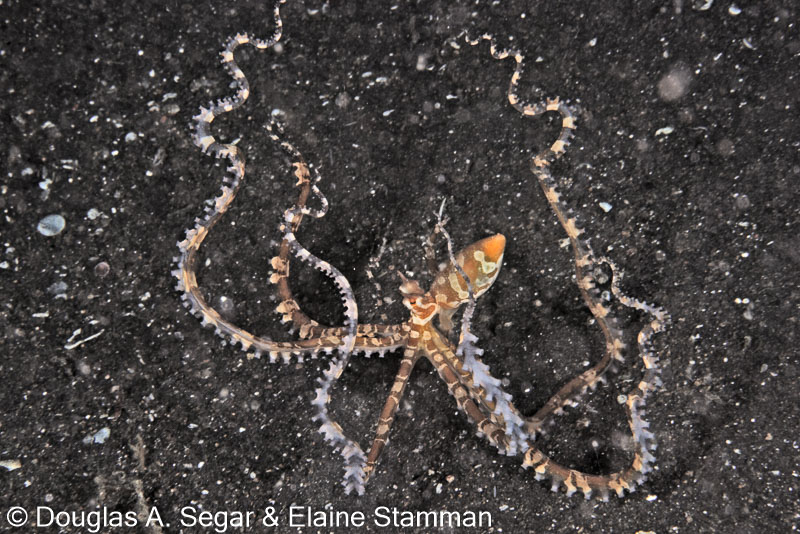 Segar-2011-07-2598.jpg