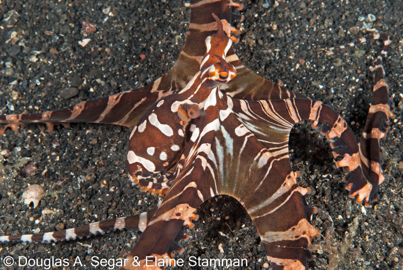 Segar-2011-07-2825.jpg