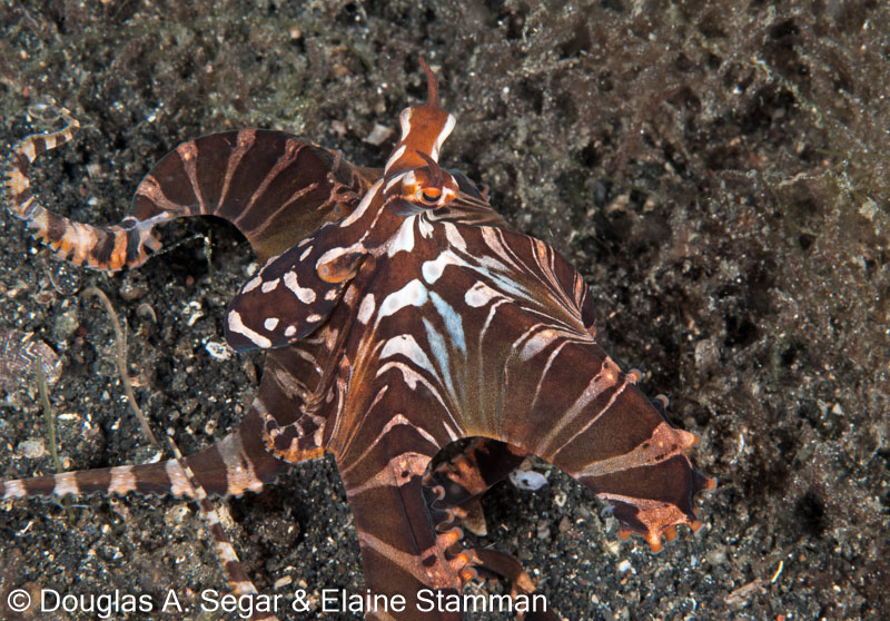 Segar-2011-07-2826.jpg