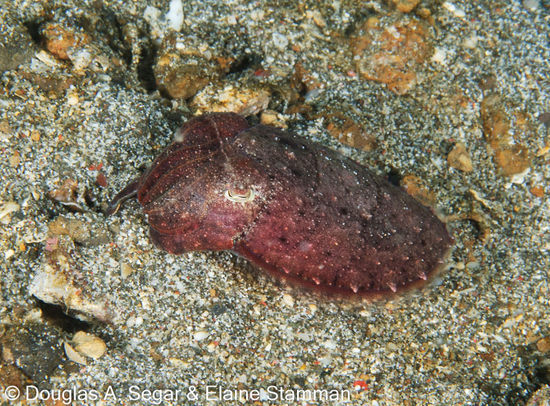 Segar-2012-07-0036.jpg