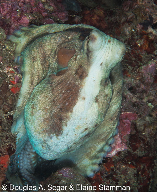 Segar-2012-07-2155.jpg