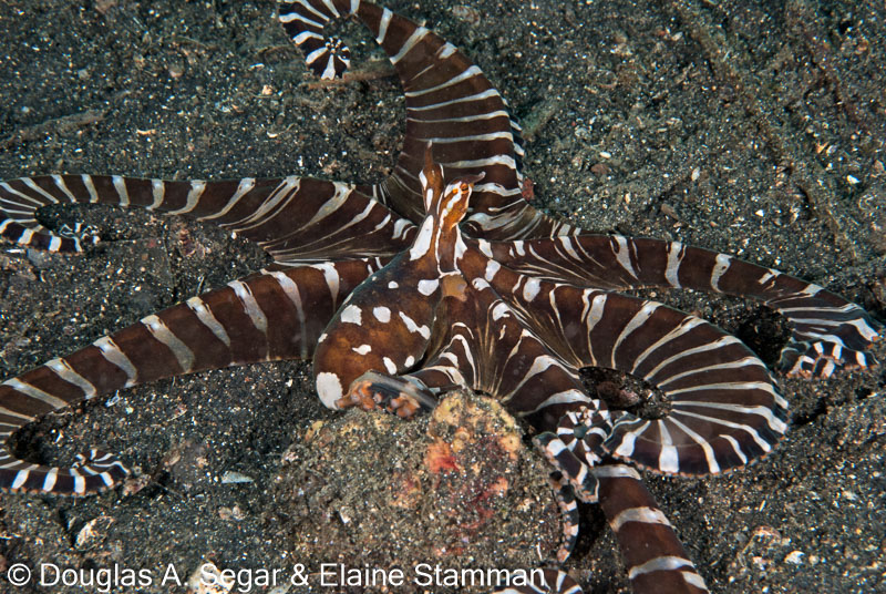 Segar-2012-07-2216.jpg