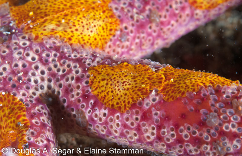 Segar-2012-07-3142.jpg
