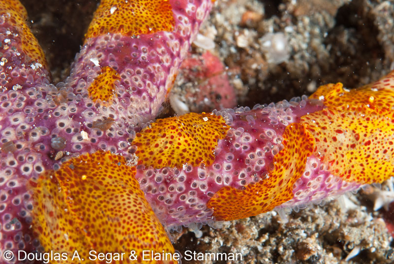 Segar-2012-07-3145.jpg