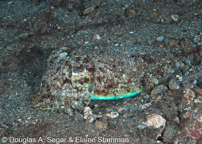 Segar-2012-12-0309.jpg