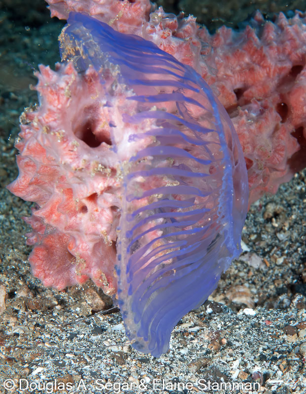 Segar-2012-12-0975.jpg