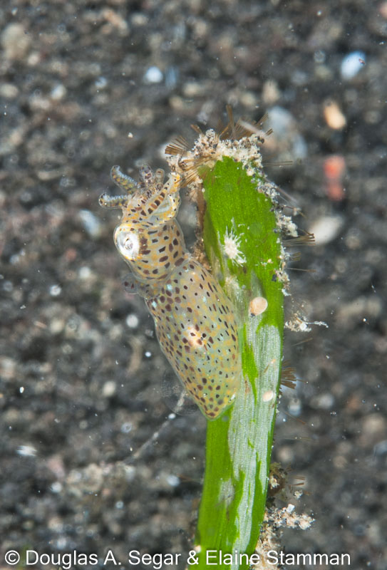 Segar-2012-12-2165.jpg