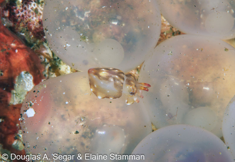 Segar-2014-09-3736.jpg