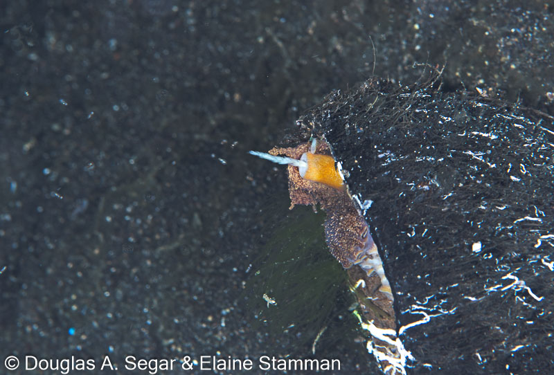 Segar-2014-09-4275.jpg