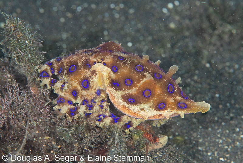 Segar-2014-09-4414.jpg