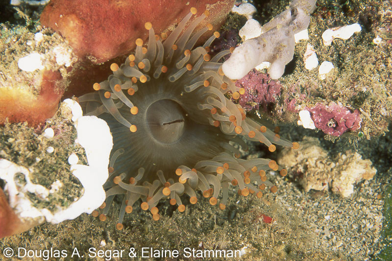 SegarA4034.jpg