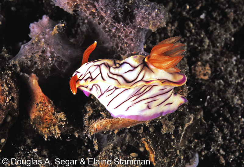 SegarA8253.jpg