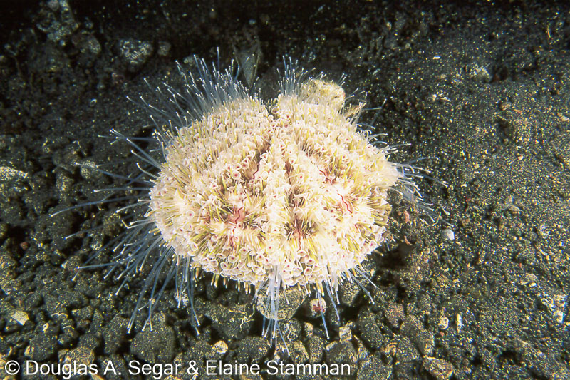 SegarA8501.jpg