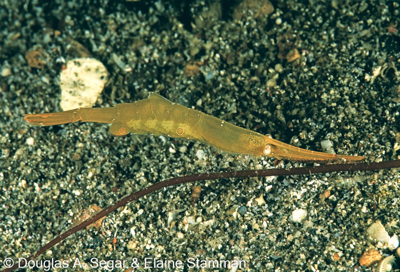 SegarB0225.jpg