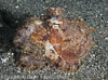 Lembeh Straits Invertebrates