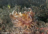 Segar-2012-07-1402.jpg