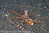 Segar-2012-07-2215.jpg