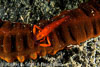 Lembeh Straits Invertebrates