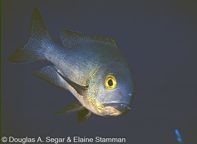 Segar6544.jpg