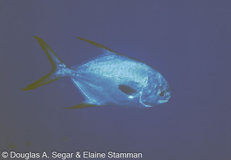 Segar9345.jpg