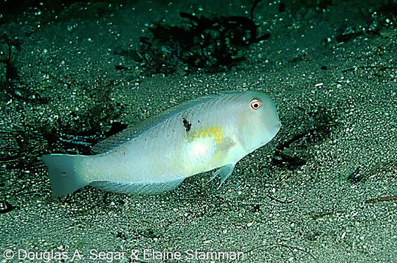 SegarA0032.jpg