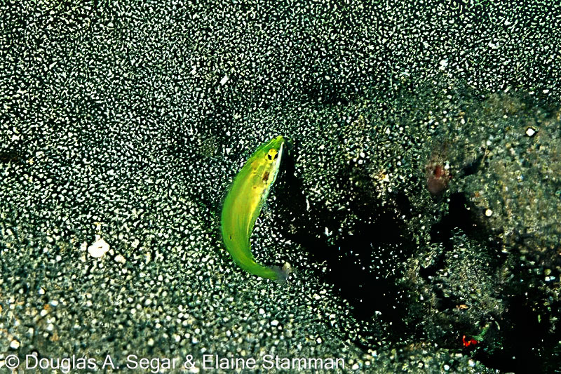 SegarA0981.jpg