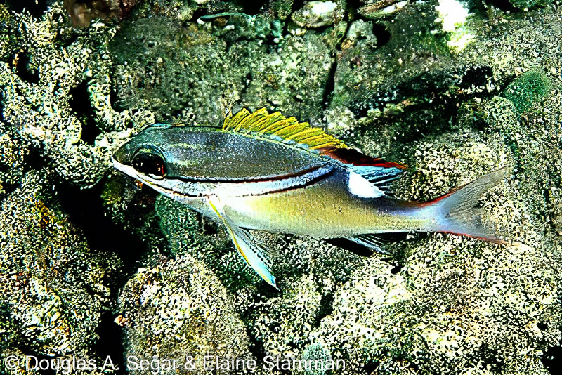 SegarA0991.jpg