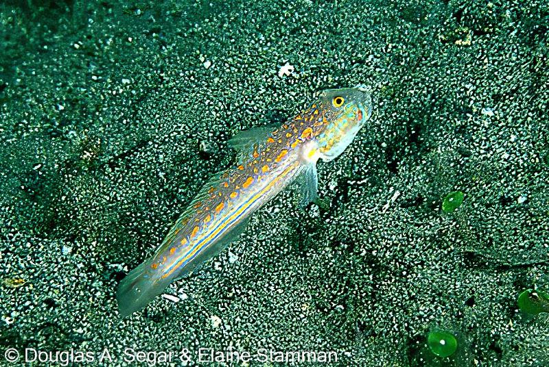 SegarA2286.jpg