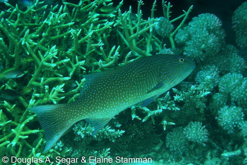SegarA4901.jpg