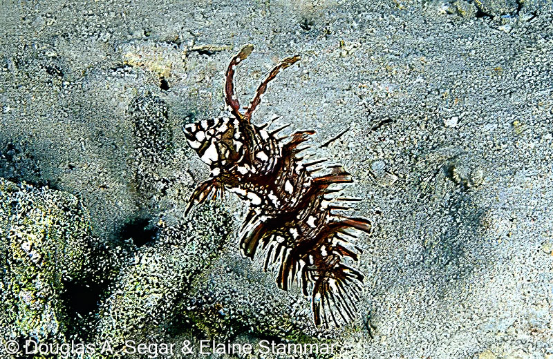 SegarA7799.jpg