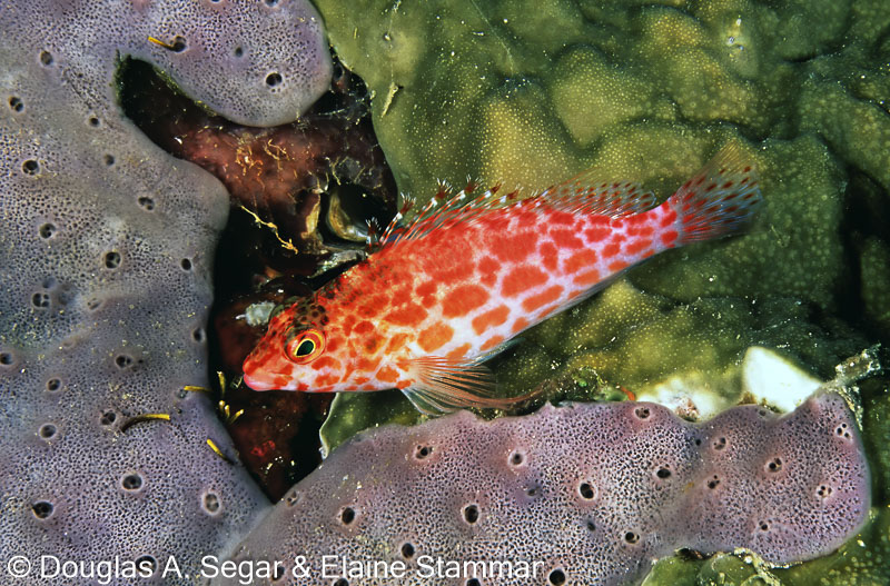 SegarA7886.jpg
