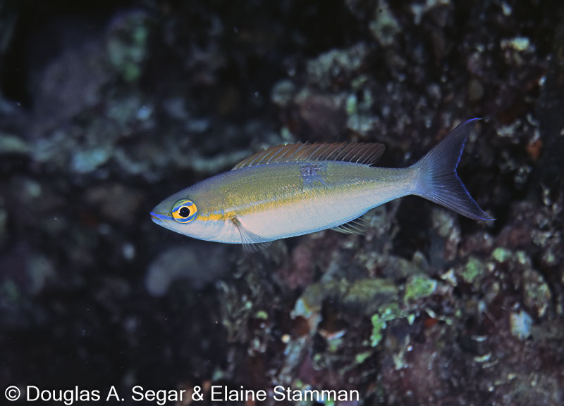SegarA7984.jpg