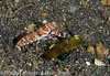 Segar-2013-05-1515.jpg