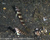 Segar-2013-05-1550.jpg
