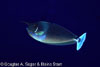 Segar9712.jpg