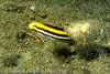 SegarA0335.jpg