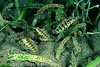 SegarA0936.jpg