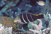 SegarA2705.jpg