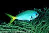 SegarA5025.jpg