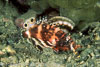 SegarA5399.jpg