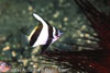 SegarA5488.jpg