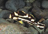 SegarA7392.jpg