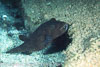 SegarA7444.jpg