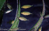 Milne Bay Papua New Guinea Fishes