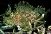 SegarA7768.jpg